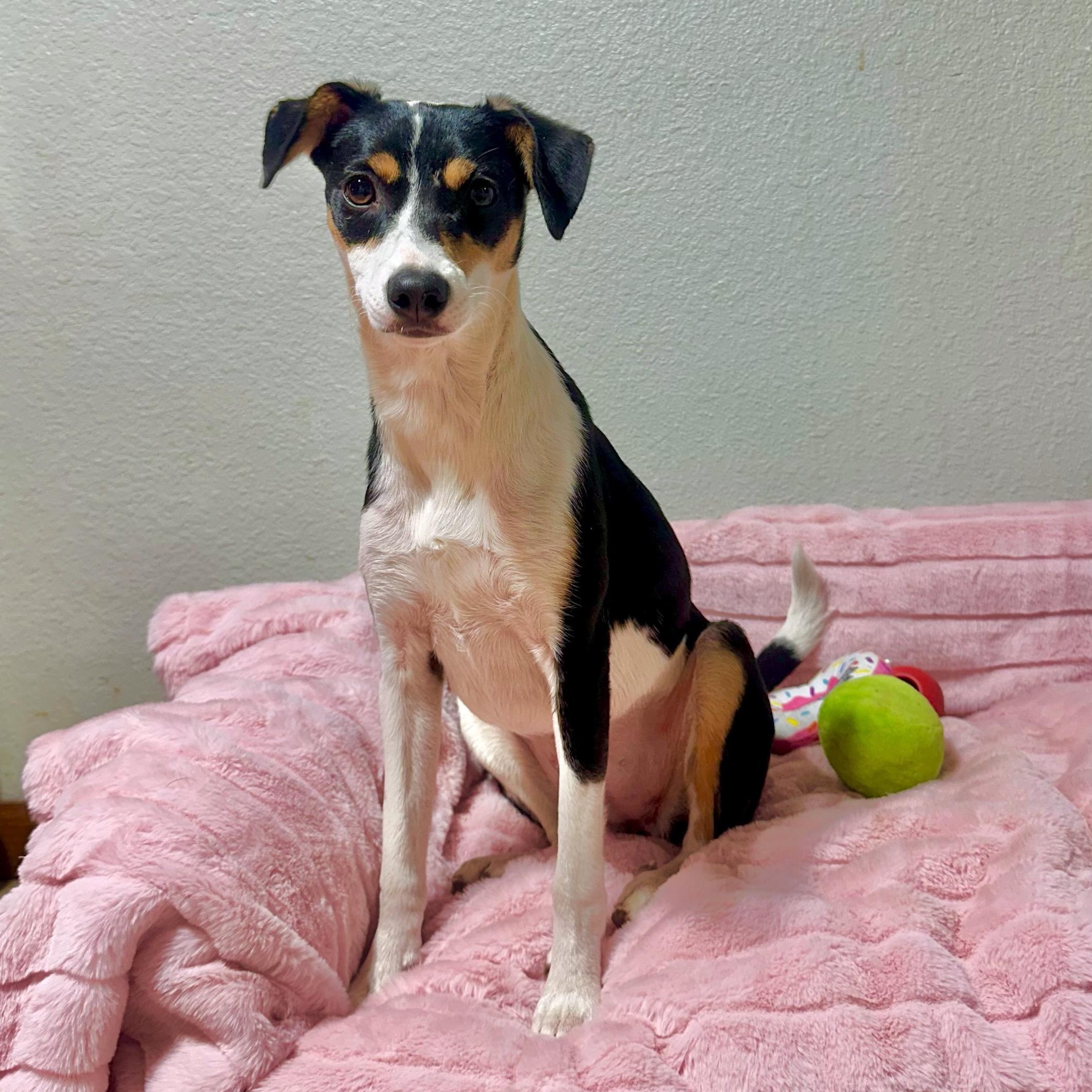 Gracie, a Adoptable mixed breed in High Ridge, MO image 3/4