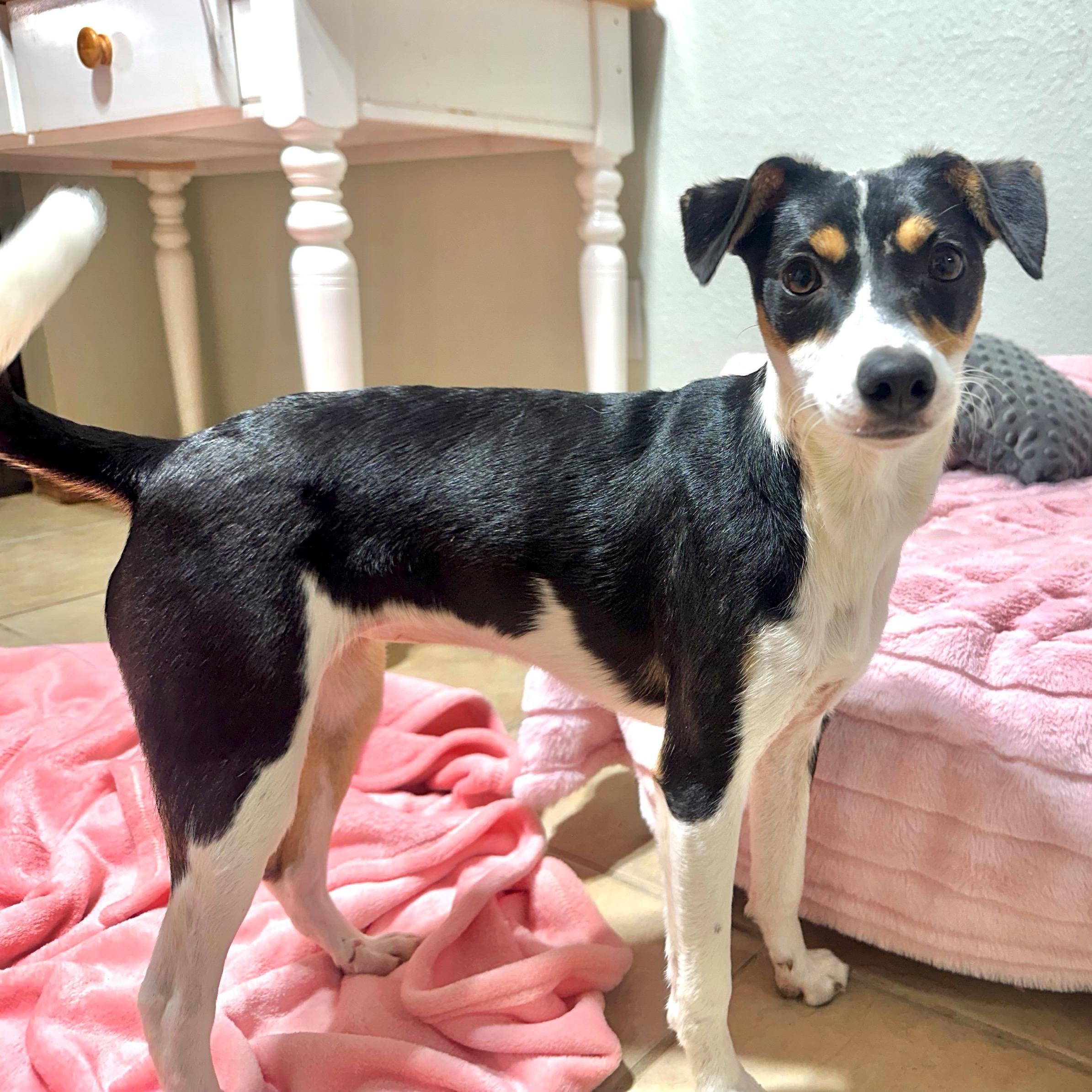 Gracie, a Adoptable mixed breed in High Ridge, MO image 4/4