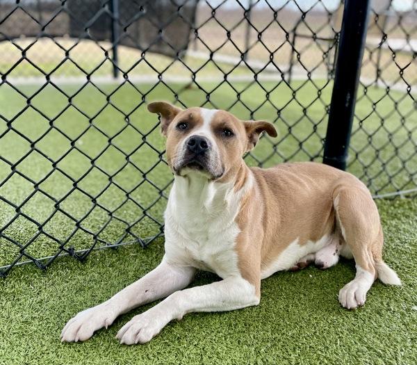 Enlarge Chico, a Adoptable mixed breed in Lafayette, LA image 1/3
