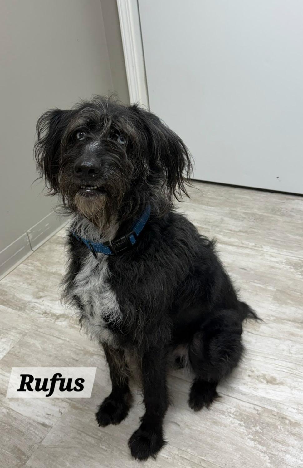 Enlarge Rufus, a Adopted mixed breed in Urbana, OH image 1/1