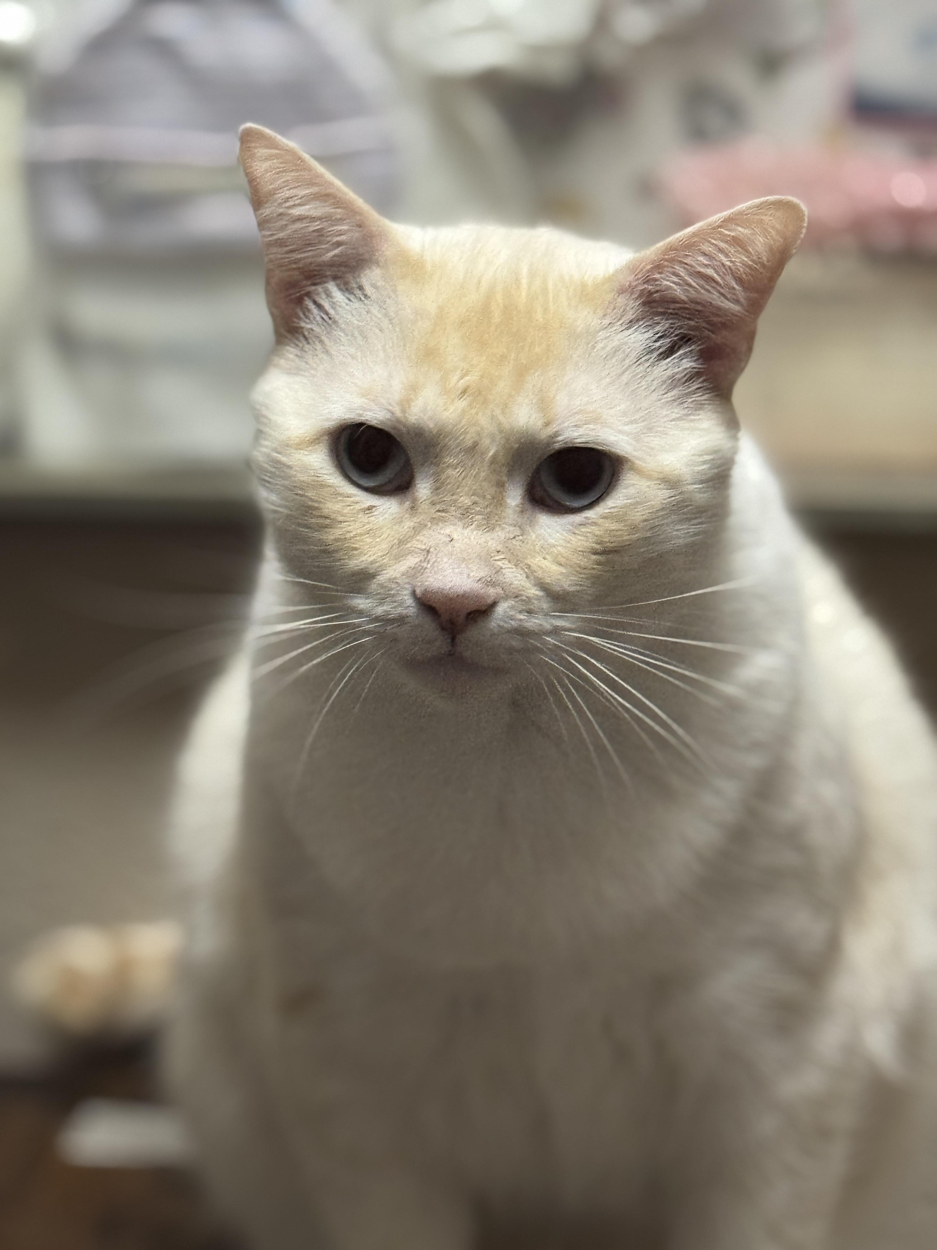CHESTER, a Adoptable Siamese in Grand Prairie, TX image 1/4