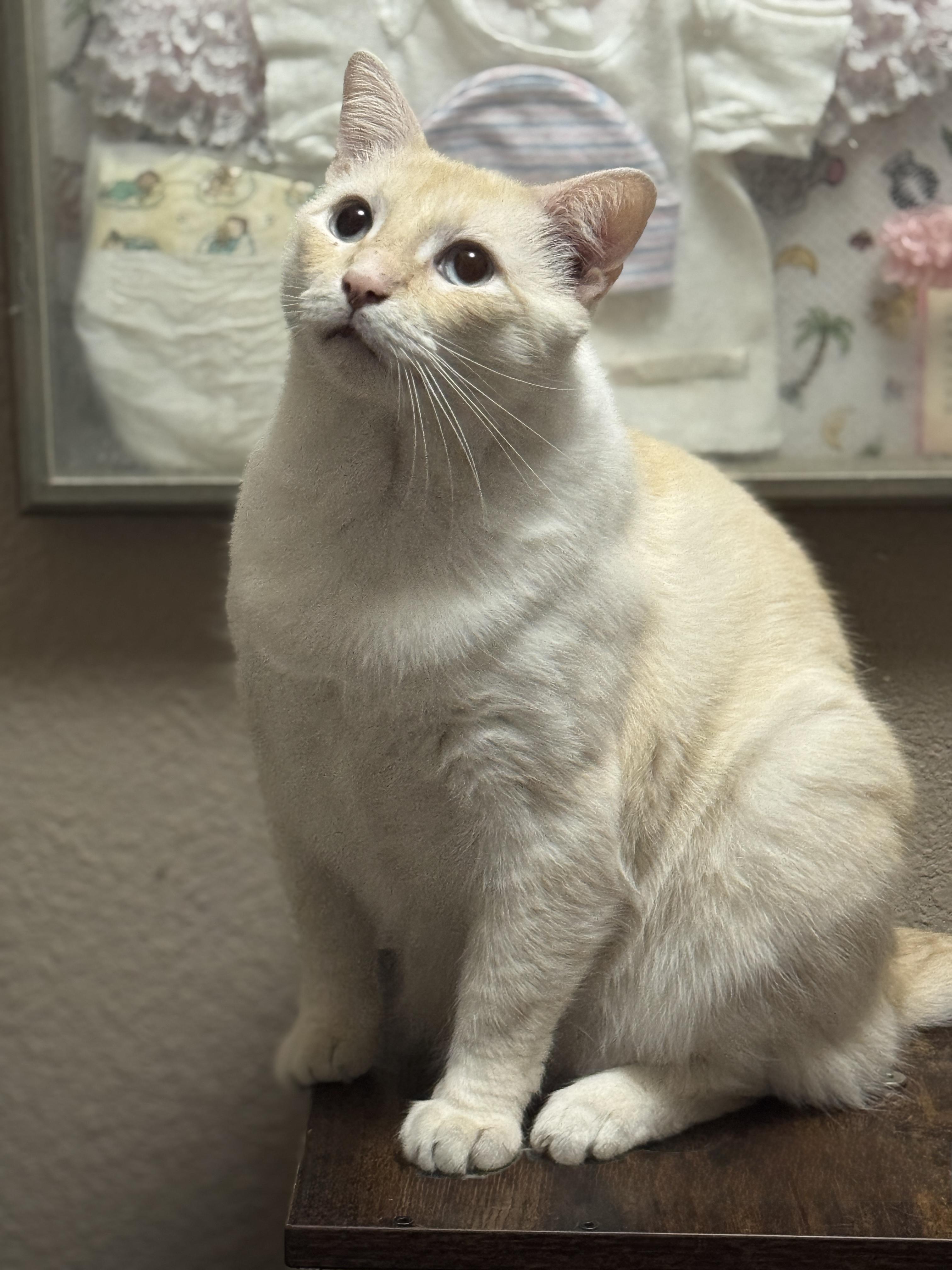 CHESTER, Adoptable, Adult Male Siamese.
