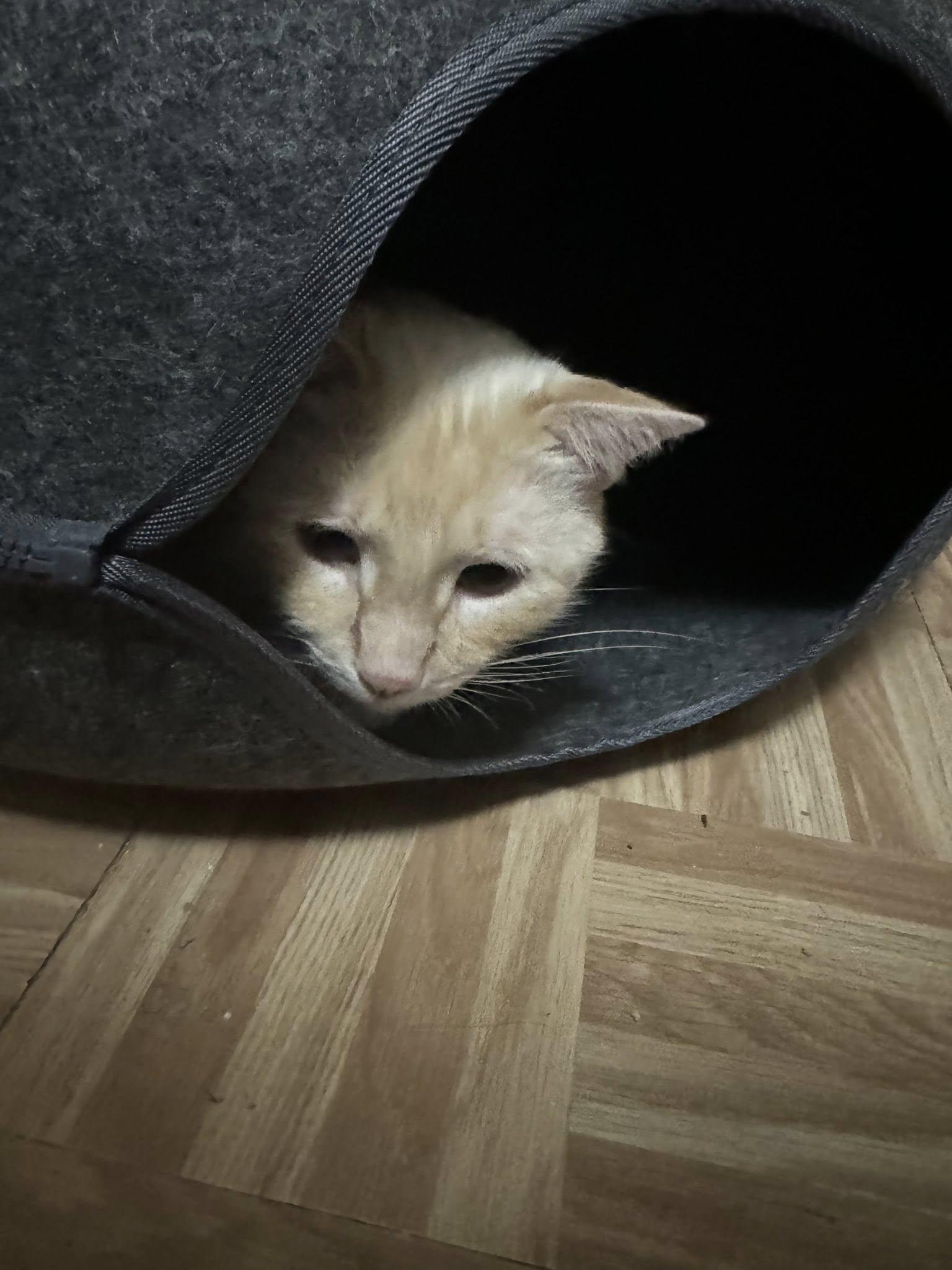 Enlarge CHESTER, a Adoptable Siamese in Grand Prairie, TX image 6/6