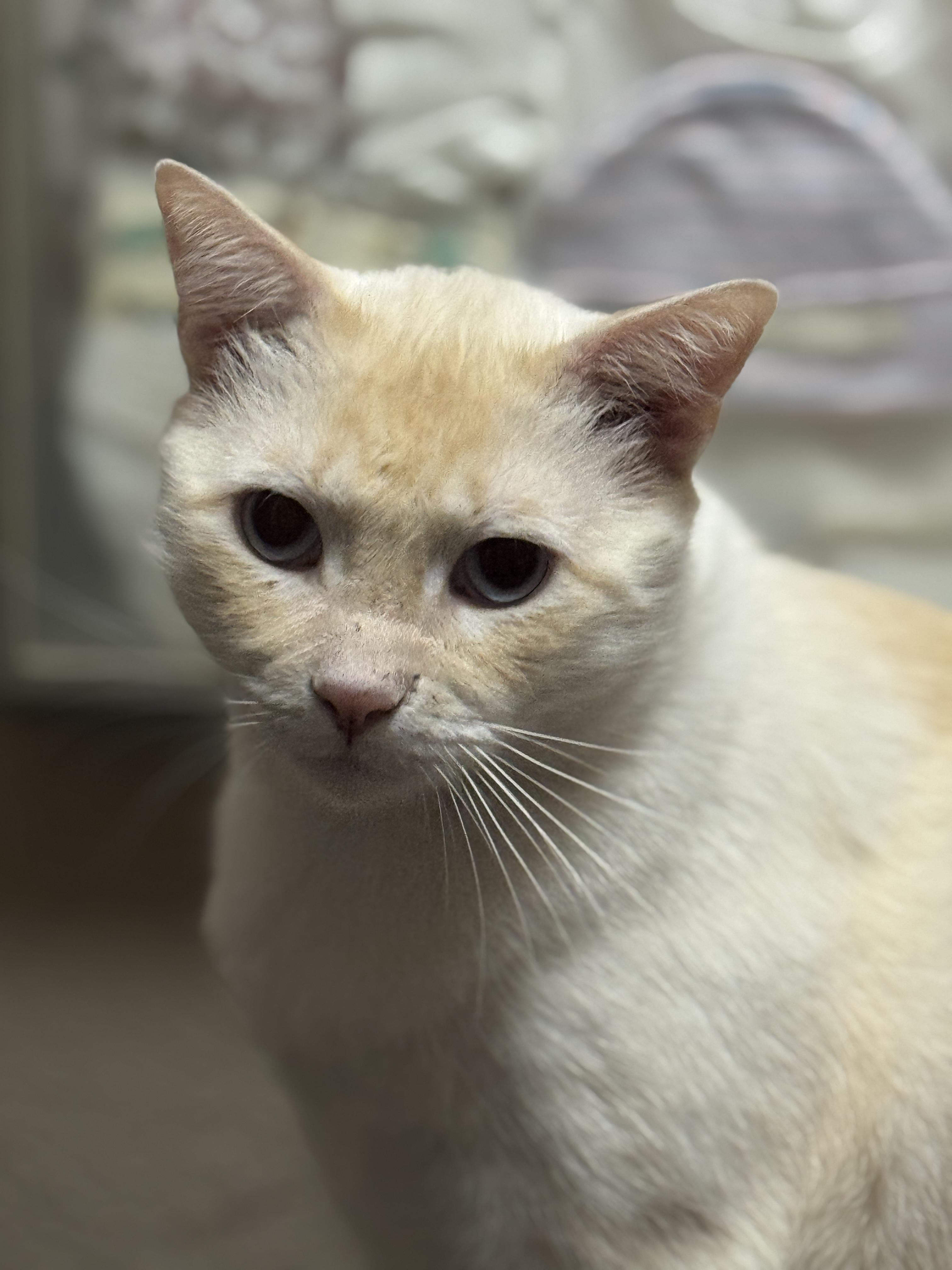 CHESTER, a Adoptable Siamese in Grand Prairie, TX image 3/4