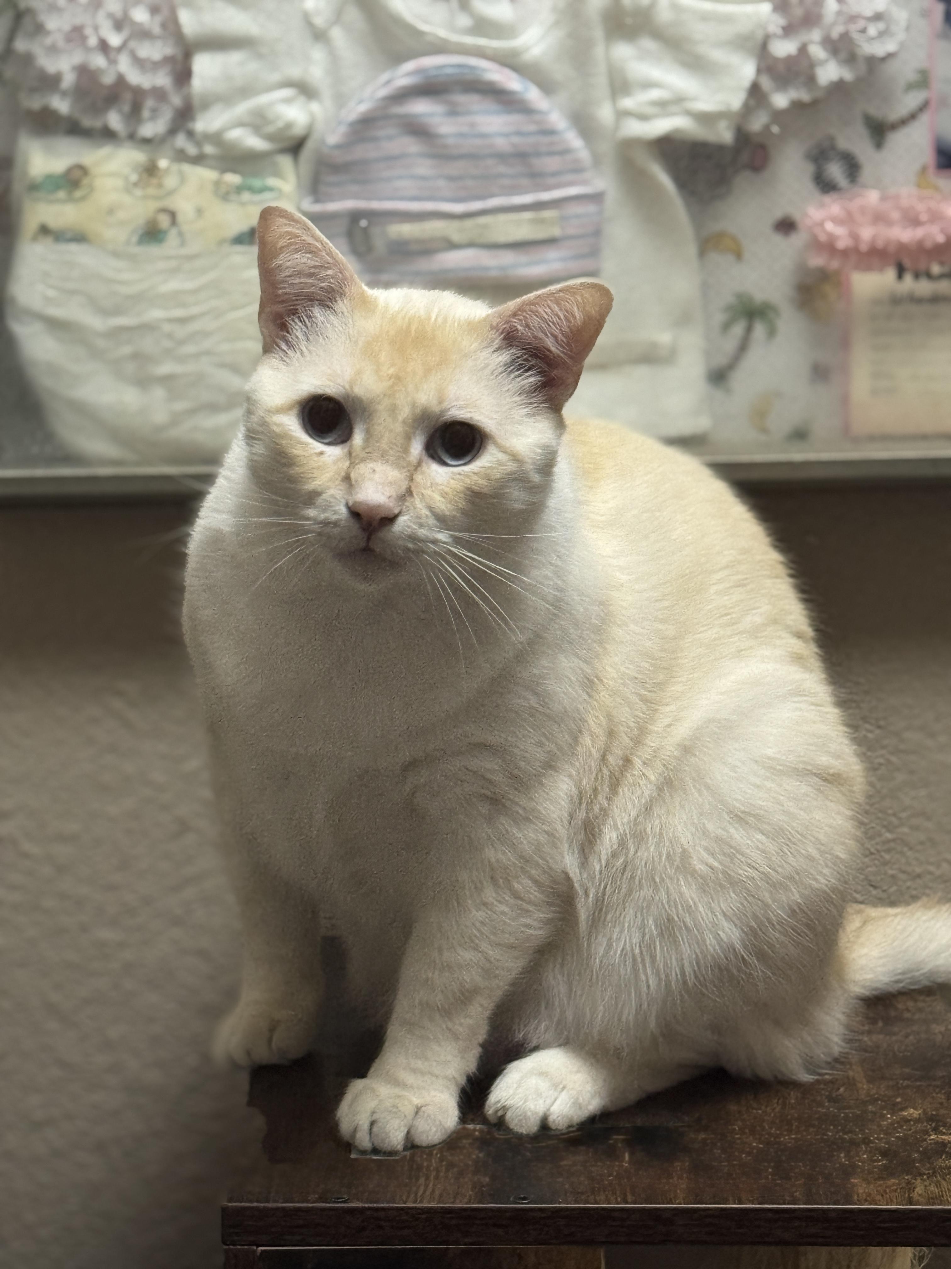 CHESTER, a Adoptable Siamese in Grand Prairie, TX image 4/4
