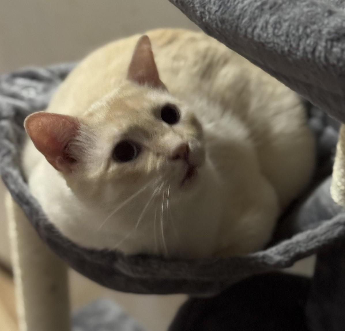 Enlarge CHESTER, a Adoptable Siamese in Grand Prairie, TX image 1/6