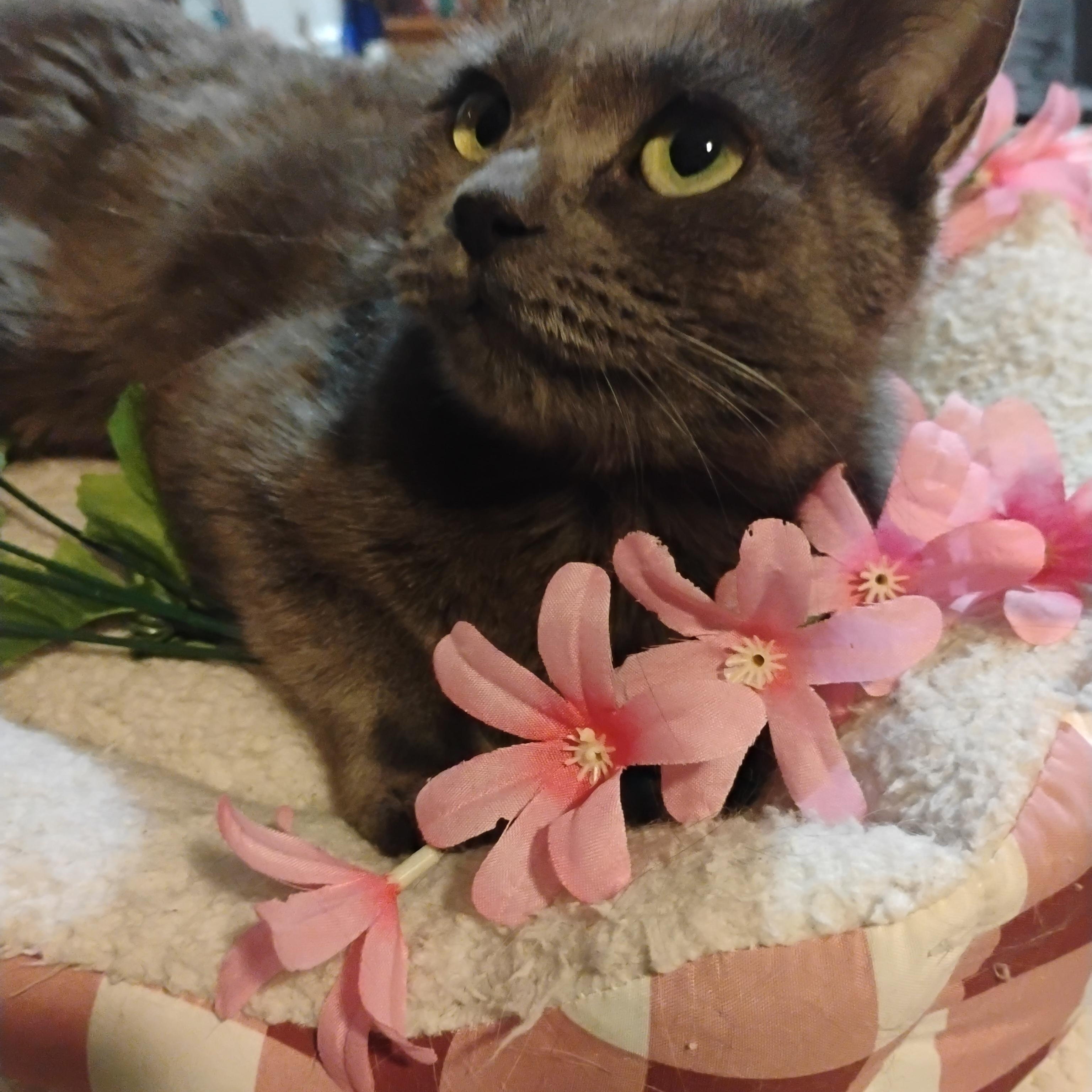 danika russian blue mix green eyes f 7lbs, an adopted mixed breed in Phoenix, AZ image 3/4