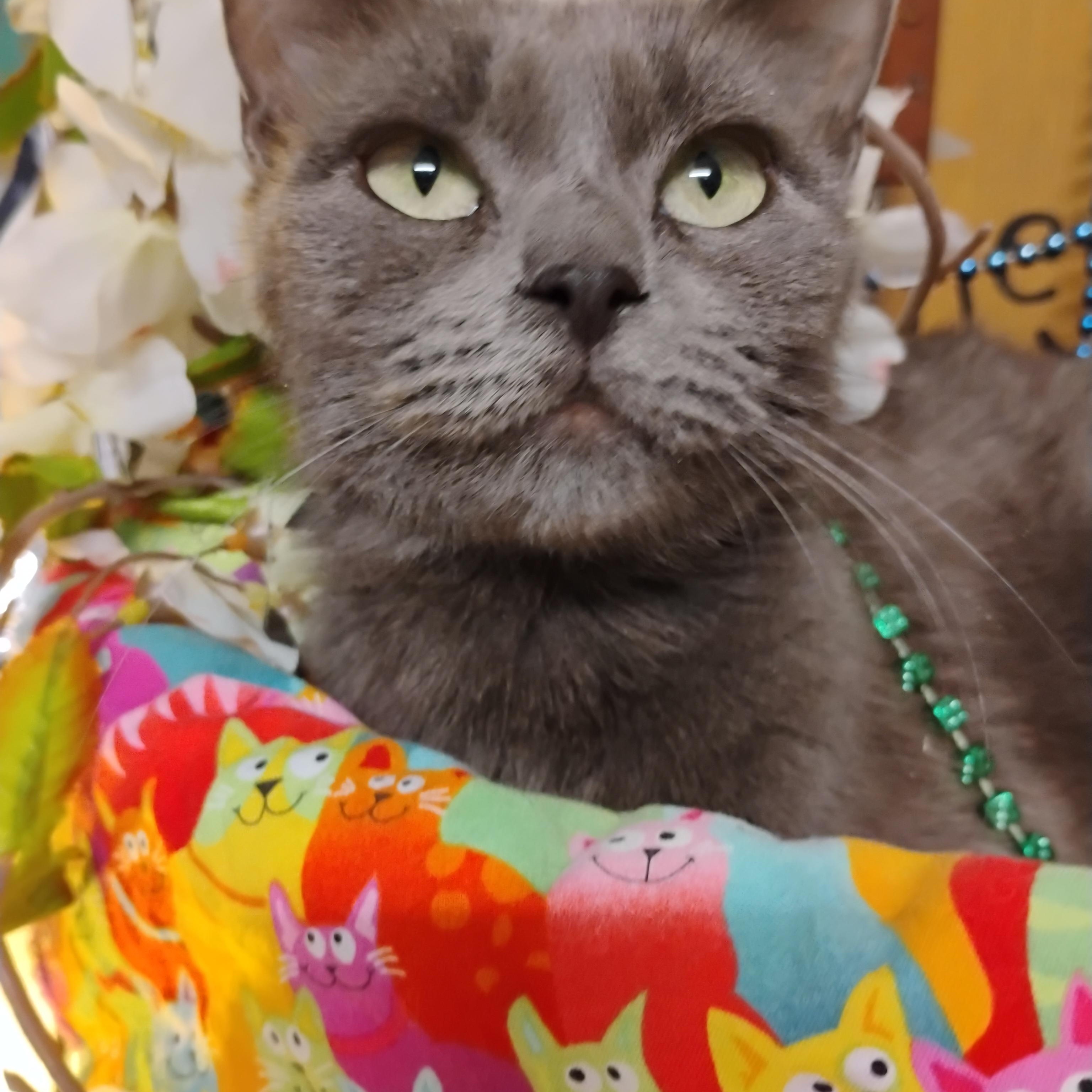 danika russian blue mix green eyes f 7lbs, an adopted mixed breed in Phoenix, AZ image 2/4