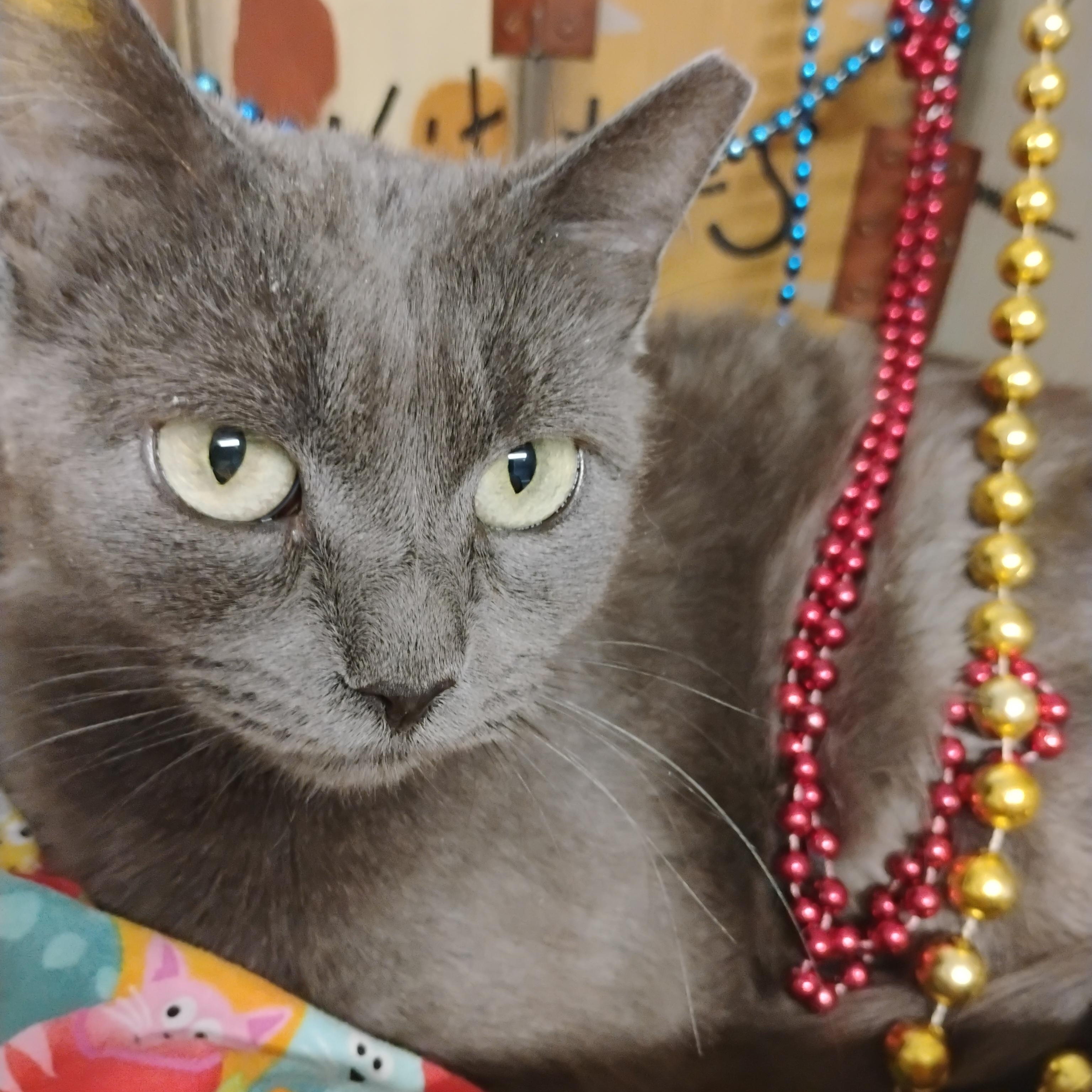 danika russian blue mix green eyes f 7lbs, an adopted mixed breed in Phoenix, AZ image 1/4