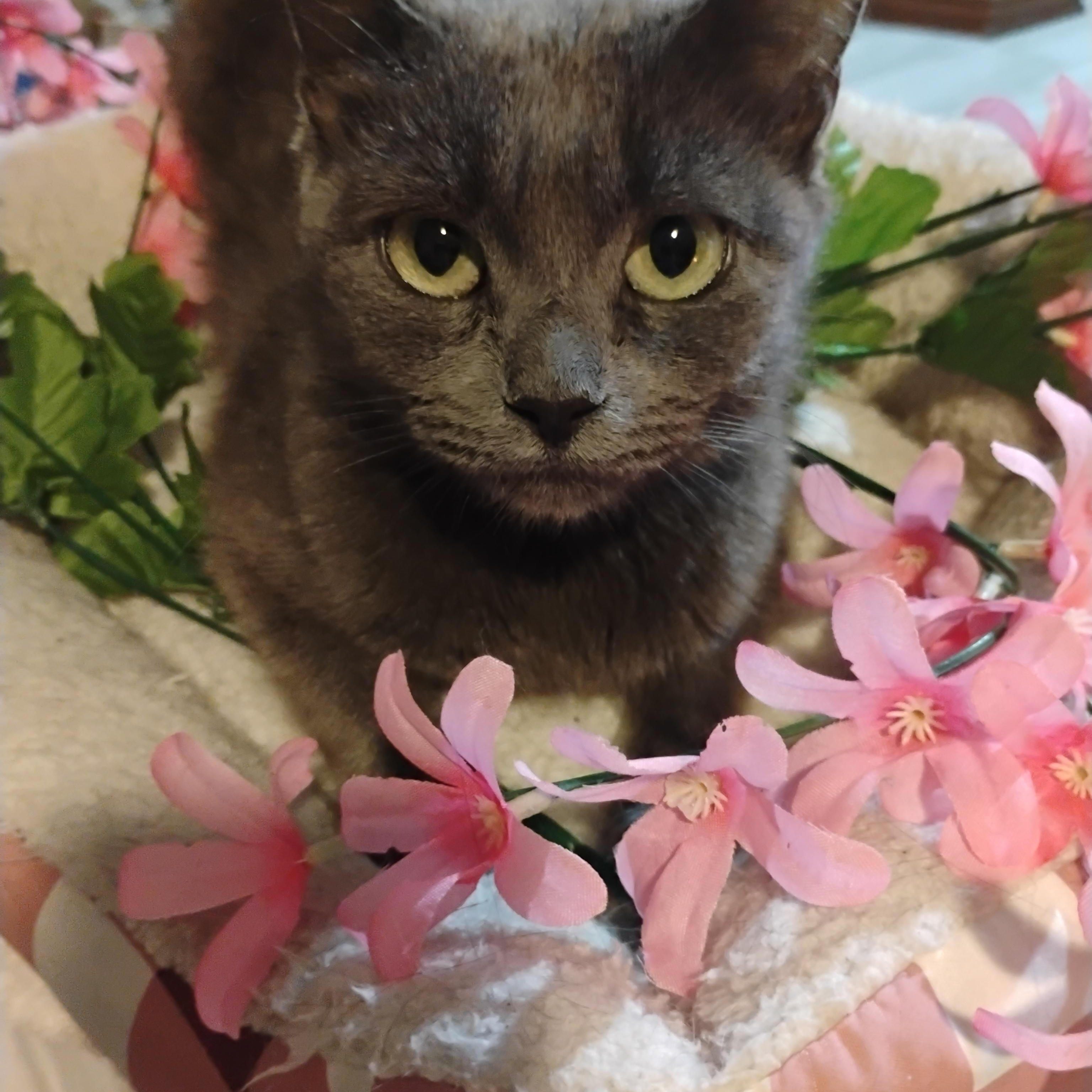 danika russian blue mix green eyes f 7lbs, an adopted mixed breed in Phoenix, AZ image 4/4