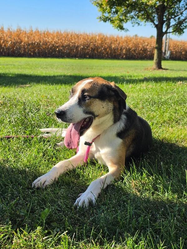 Enlarge Sarge, a Adoptable Labrador Retriever in Bluffton, IN image 1/5