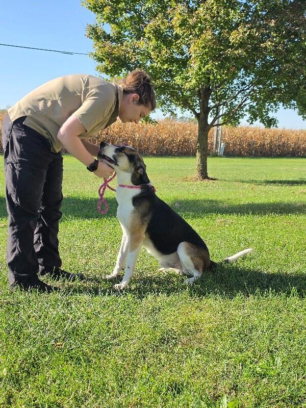 Enlarge Sarge, a Adoptable Labrador Retriever in Bluffton, IN image 2/5