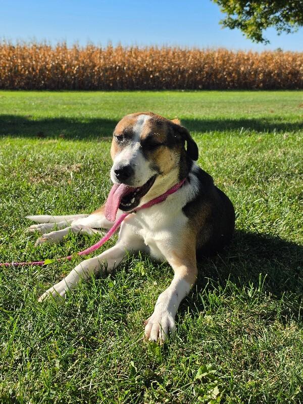 Enlarge Sarge, a Adoptable Labrador Retriever in Bluffton, IN image 3/5