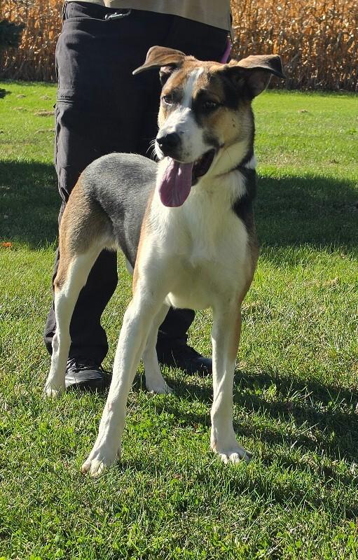 Enlarge Sarge, a Adoptable Labrador Retriever in Bluffton, IN image 4/5
