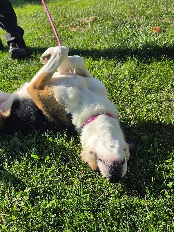 Enlarge Sarge, a Adoptable Labrador Retriever in Bluffton, IN image 5/5