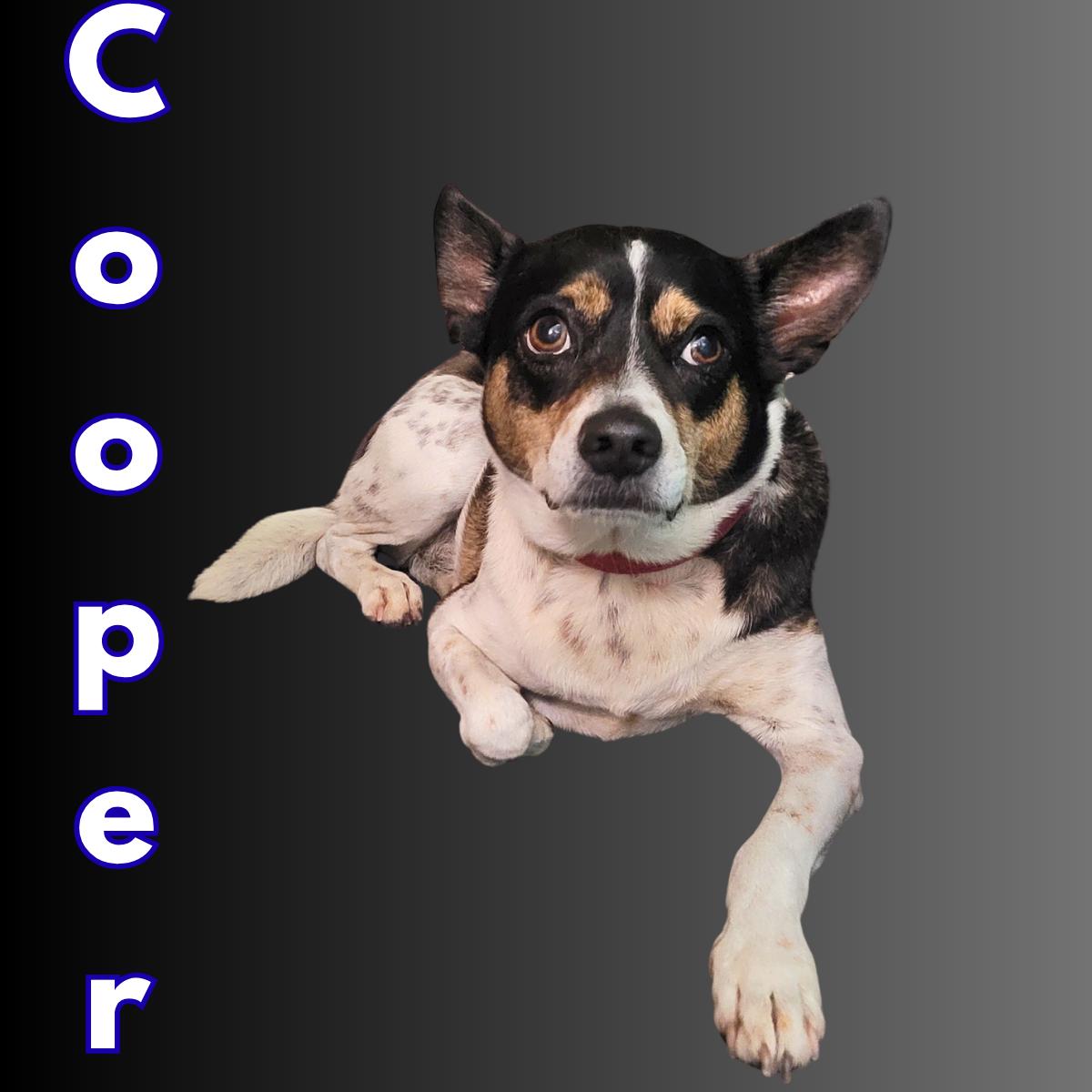 Cooper, ADOPTABLE, Adult Male Chihuahua.
