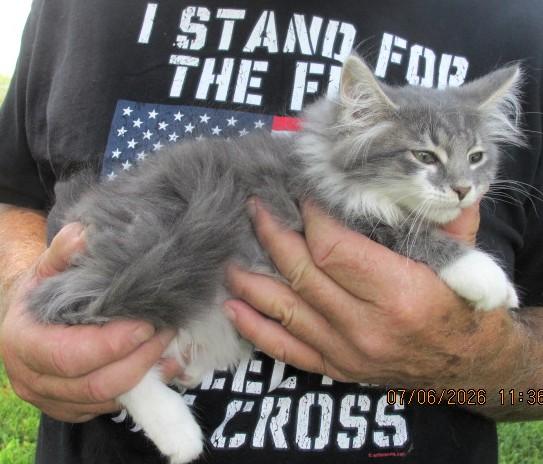 Enlarge Sammy, an adopted mixed breed in Frederick, MD image 4/4
