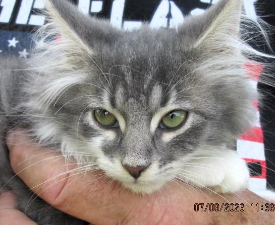 Enlarge Sammy, an adopted mixed breed in Frederick, MD image 3/4