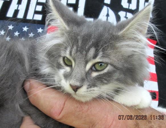 Sammy, adopted, Kitten Male Maine Coon & Domestic Long Hair.