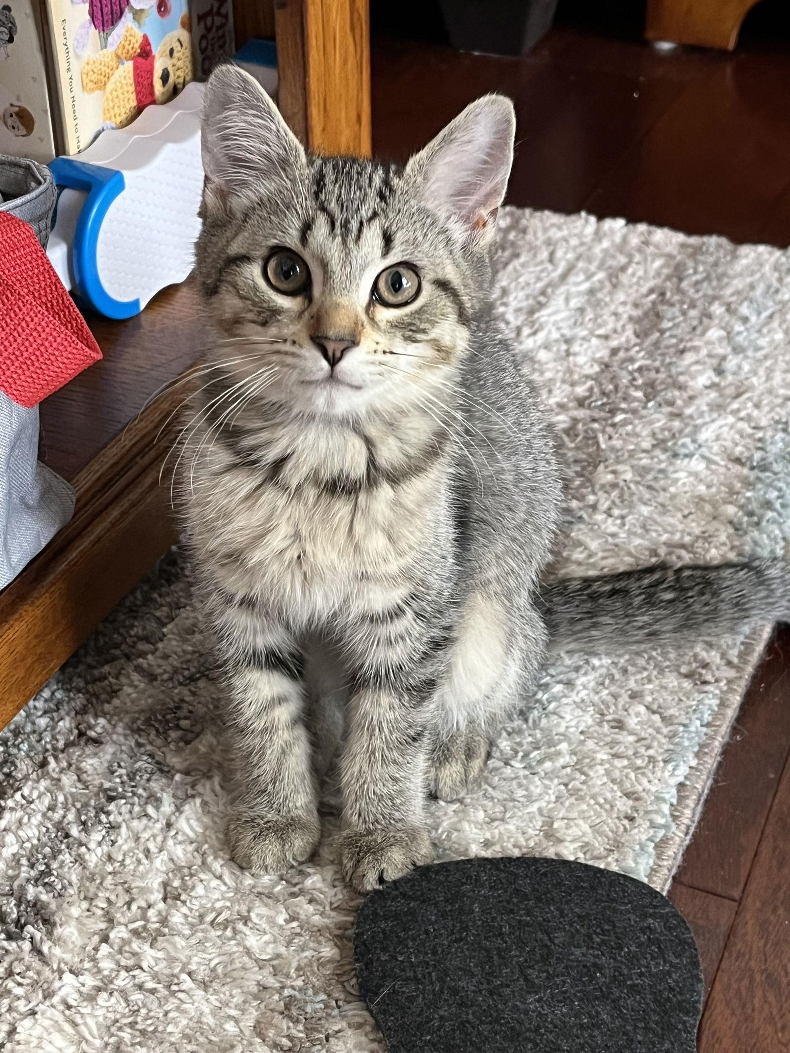 Zeppole, Adoptable, Kitten Male Domestic Short Hair.