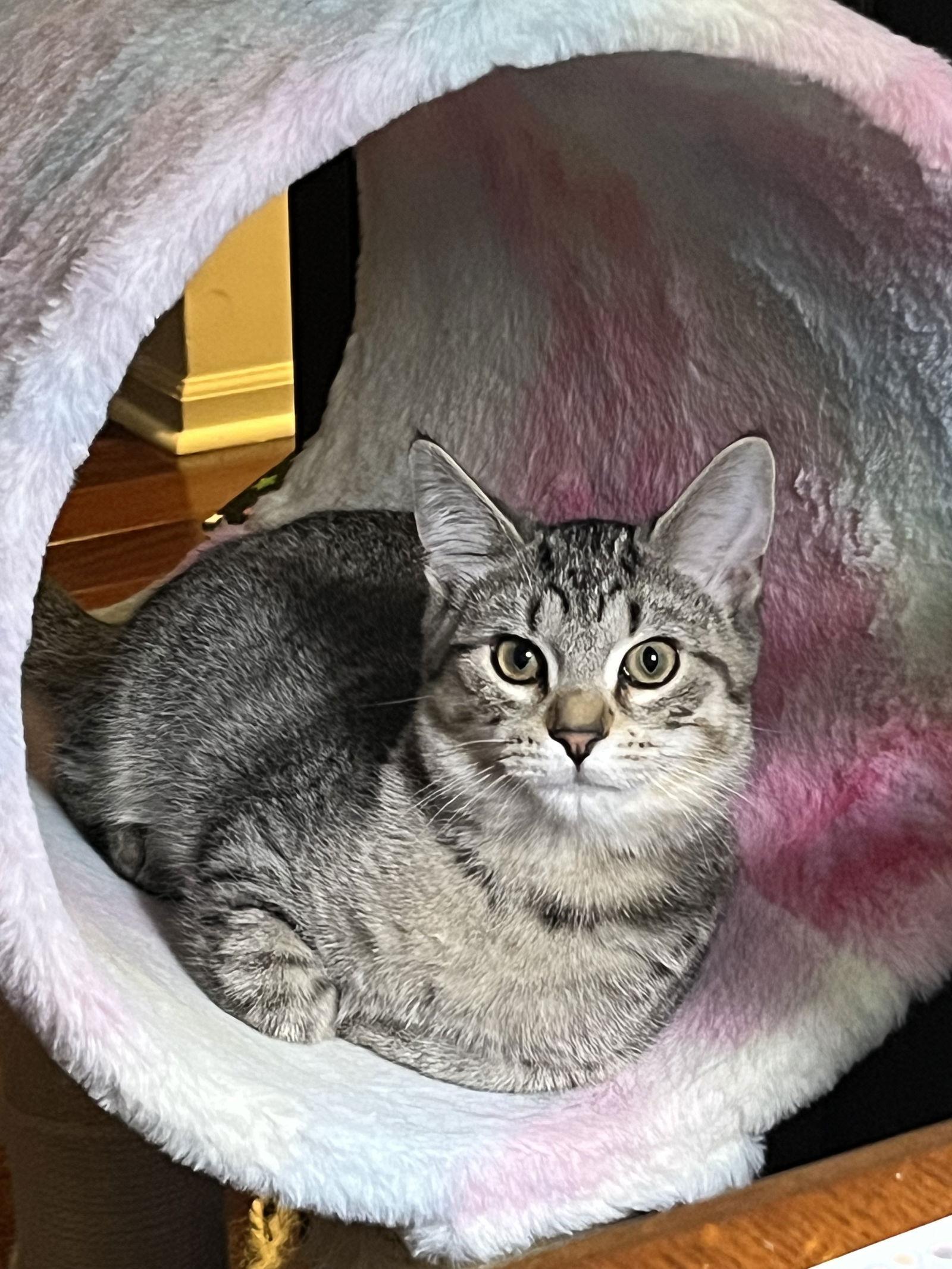 Enlarge Zeppole, a Adoptable Domestic Short Hair in Walled Lake, MI image 2/3