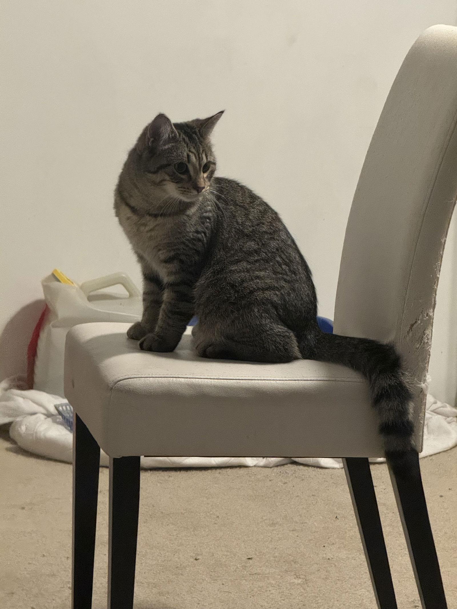 Enlarge Zeppole, a Adoptable Domestic Short Hair in Walled Lake, MI image 3/3