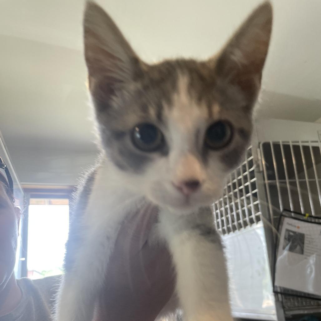 Fortune, Adoptable, Young Male Domestic Short Hair.