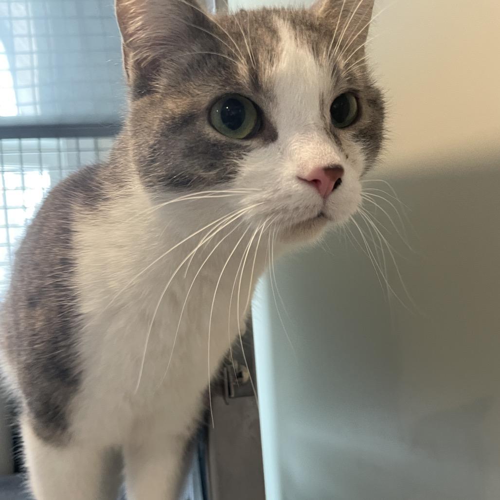 Enlarge Fortune, a Adoptable Domestic Short Hair in South Haven, MI image 2/6