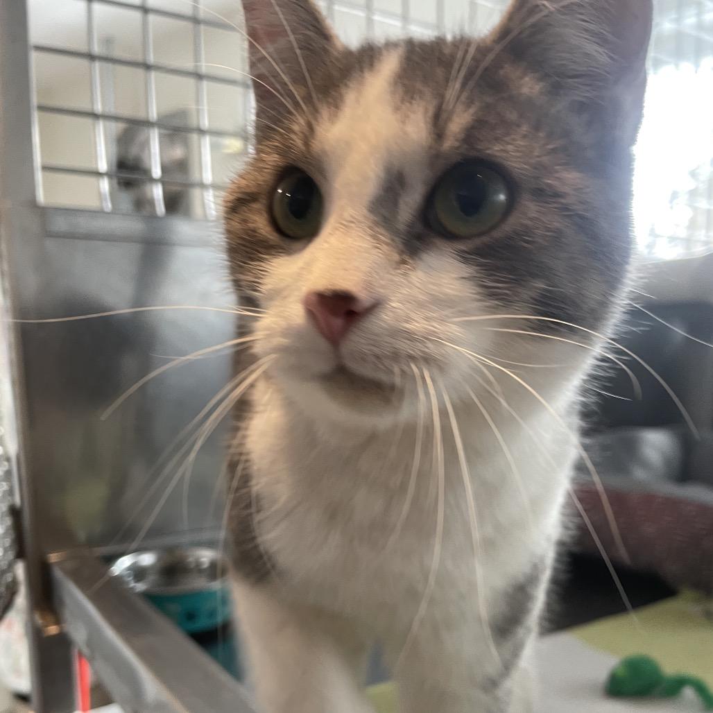 Enlarge Fortune, a Adoptable Domestic Short Hair in South Haven, MI image 2/5