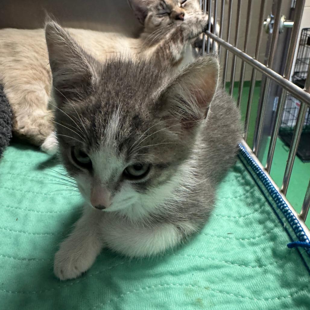 Enlarge Fortune, a Adoptable Domestic Short Hair in South Haven, MI image 3/5