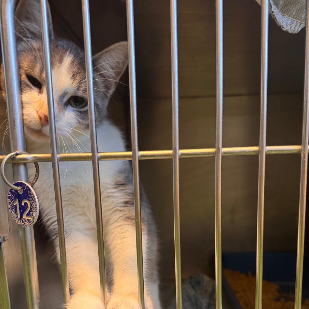 Enlarge Fortune, a Adoptable Domestic Short Hair in South Haven, MI image 4/5