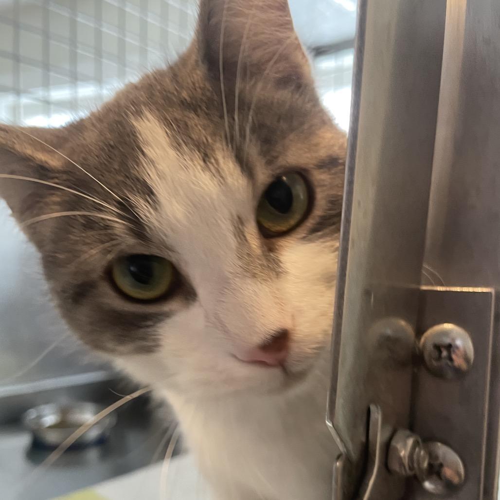 Enlarge Fortune, a Adoptable Domestic Short Hair in South Haven, MI image 5/5