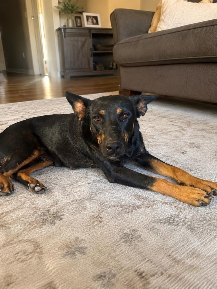 Enlarge Martha, a Adoptable mixed breed in Colorado Springs, CO image 1/5