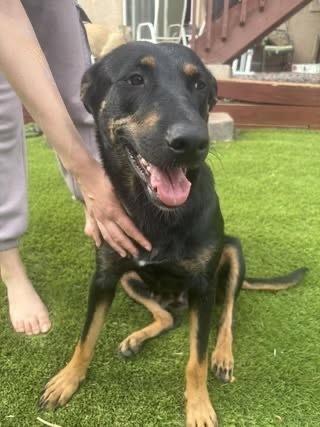 Enlarge Martha, a Adoptable mixed breed in Colorado Springs, CO image 2/5