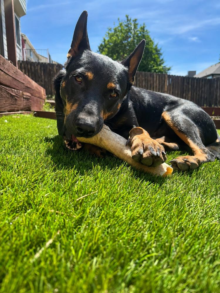 Enlarge Martha, a Adoptable mixed breed in Colorado Springs, CO image 4/5