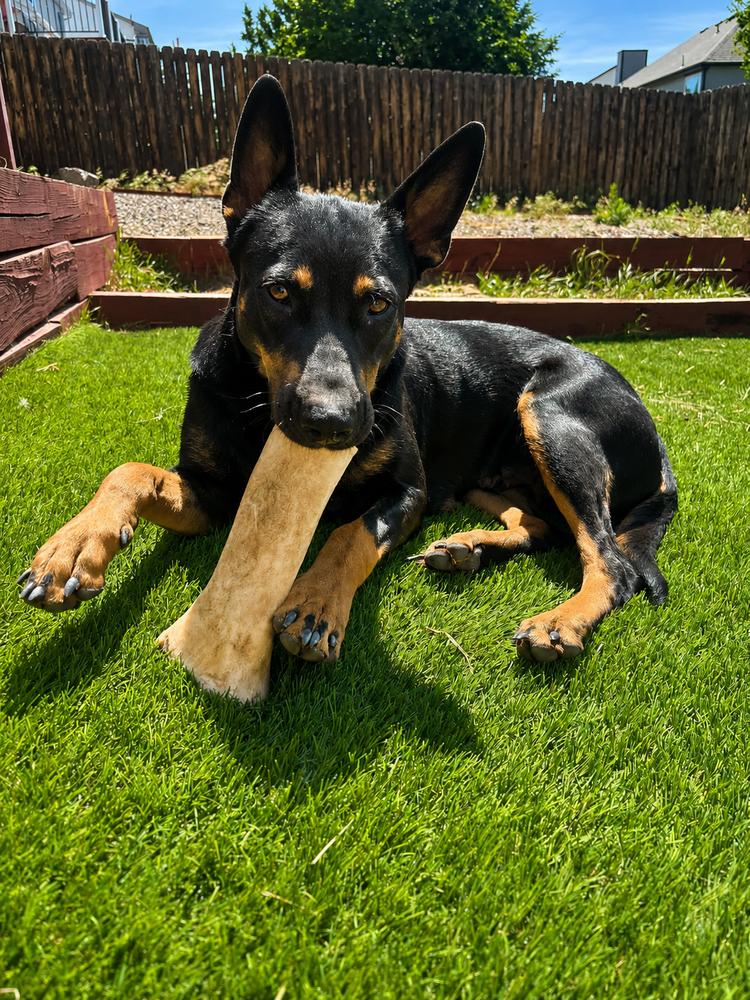 Enlarge Martha, a Adoptable mixed breed in Colorado Springs, CO image 5/5