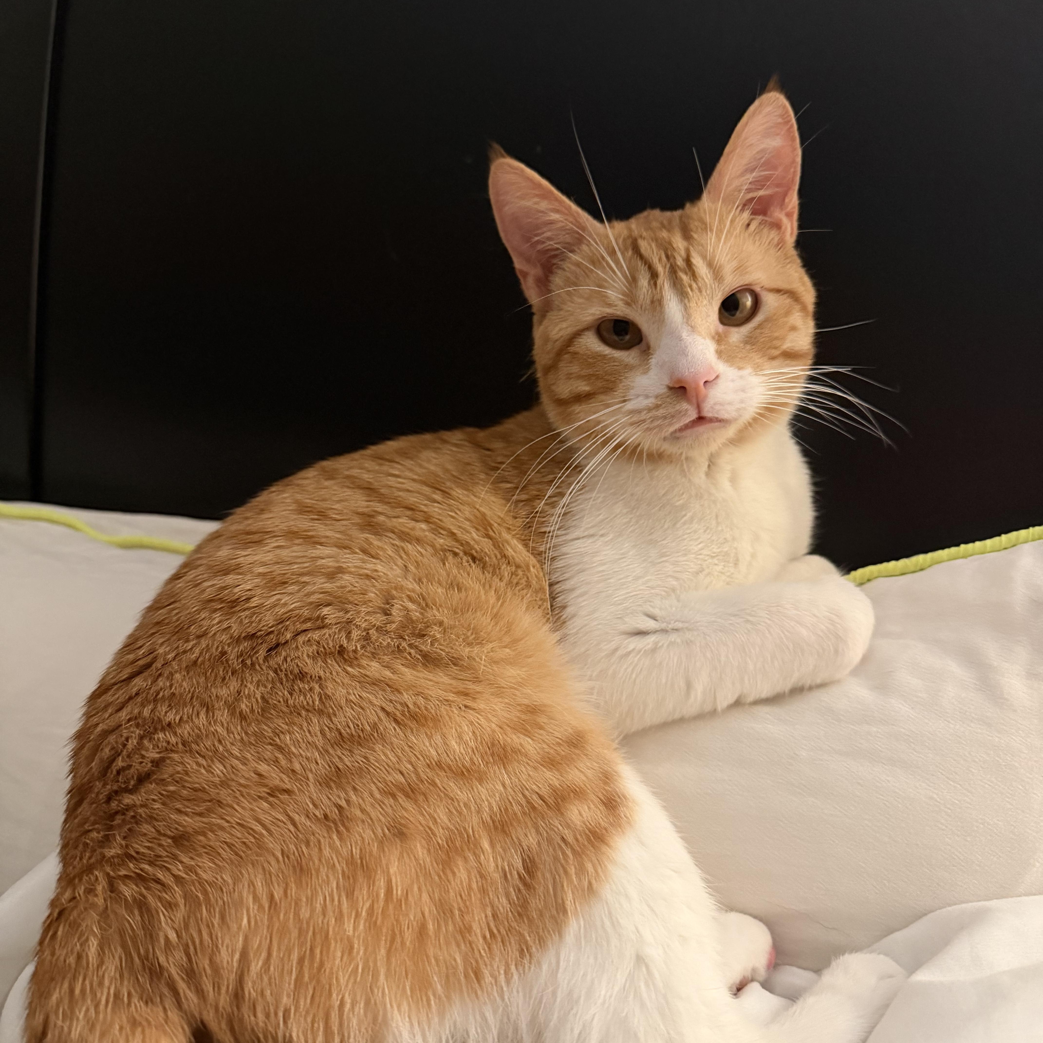 Enlarge Billy Ray - Coming Soon, a ADOPTABLE mixed breed in Sacramento, CA image 3/6