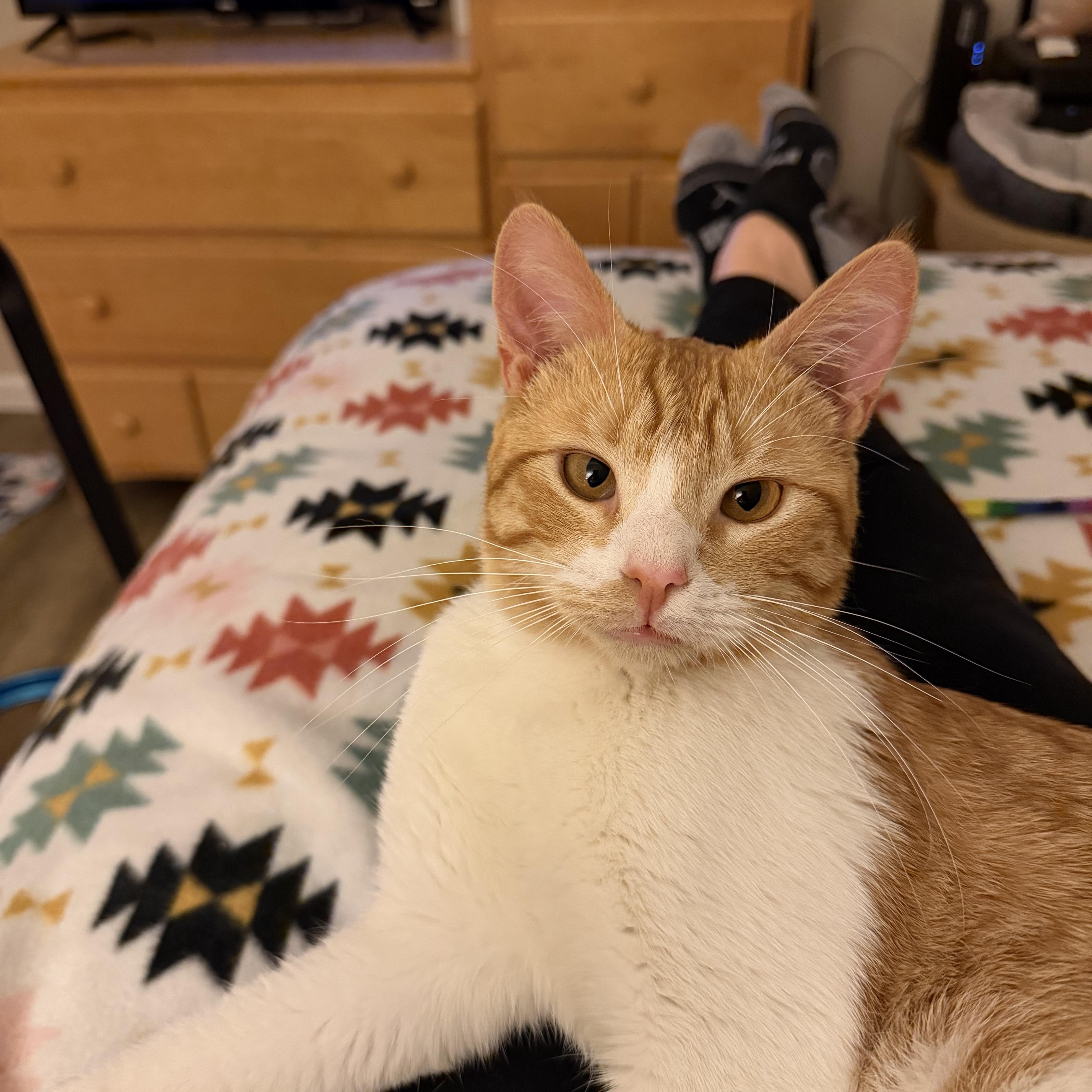 Enlarge Billy Ray - Coming Soon, a ADOPTABLE mixed breed in Sacramento, CA image 2/6