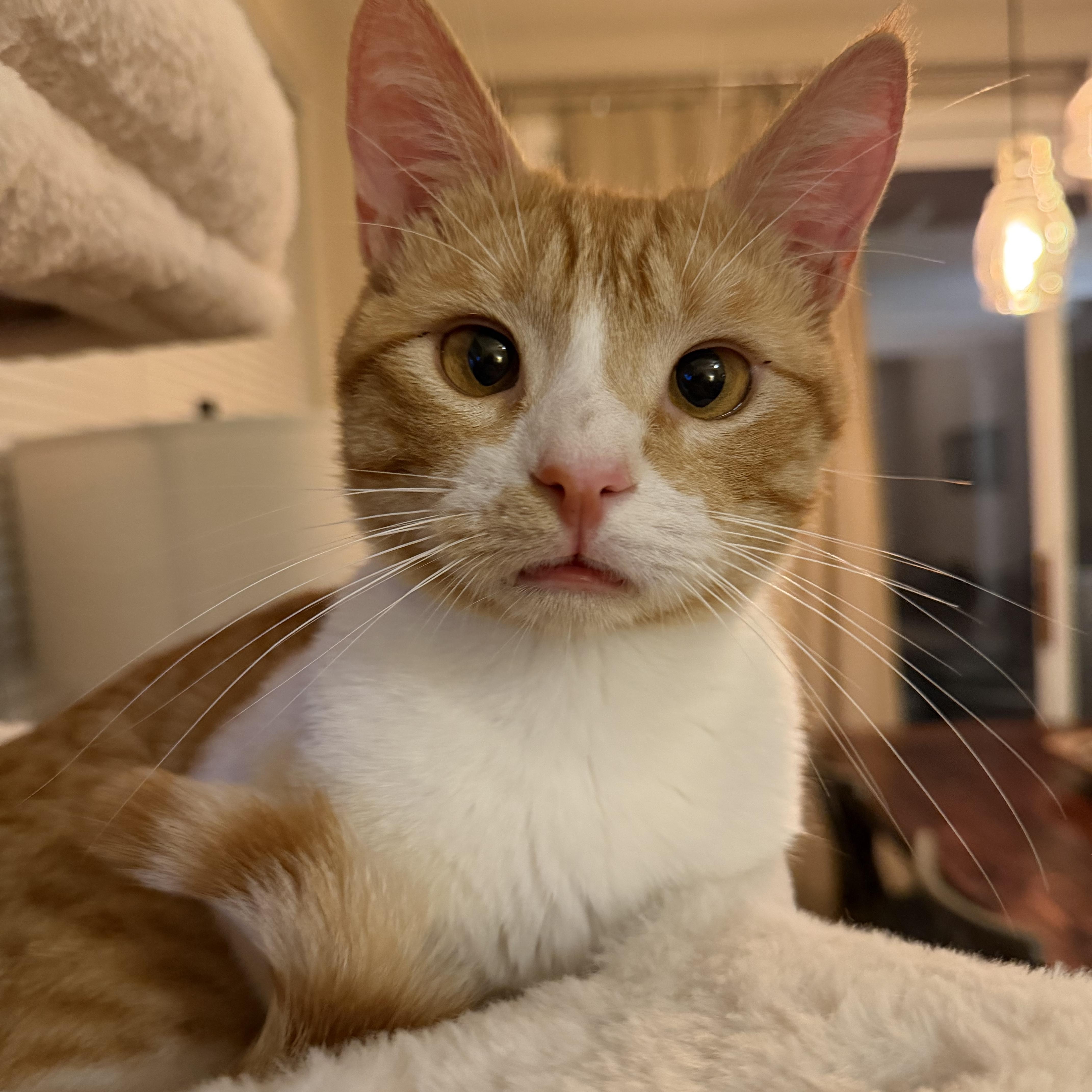 Billy Ray - Coming Soon, ADOPTABLE, Young Male Domestic Short Hair & American Shorthair.