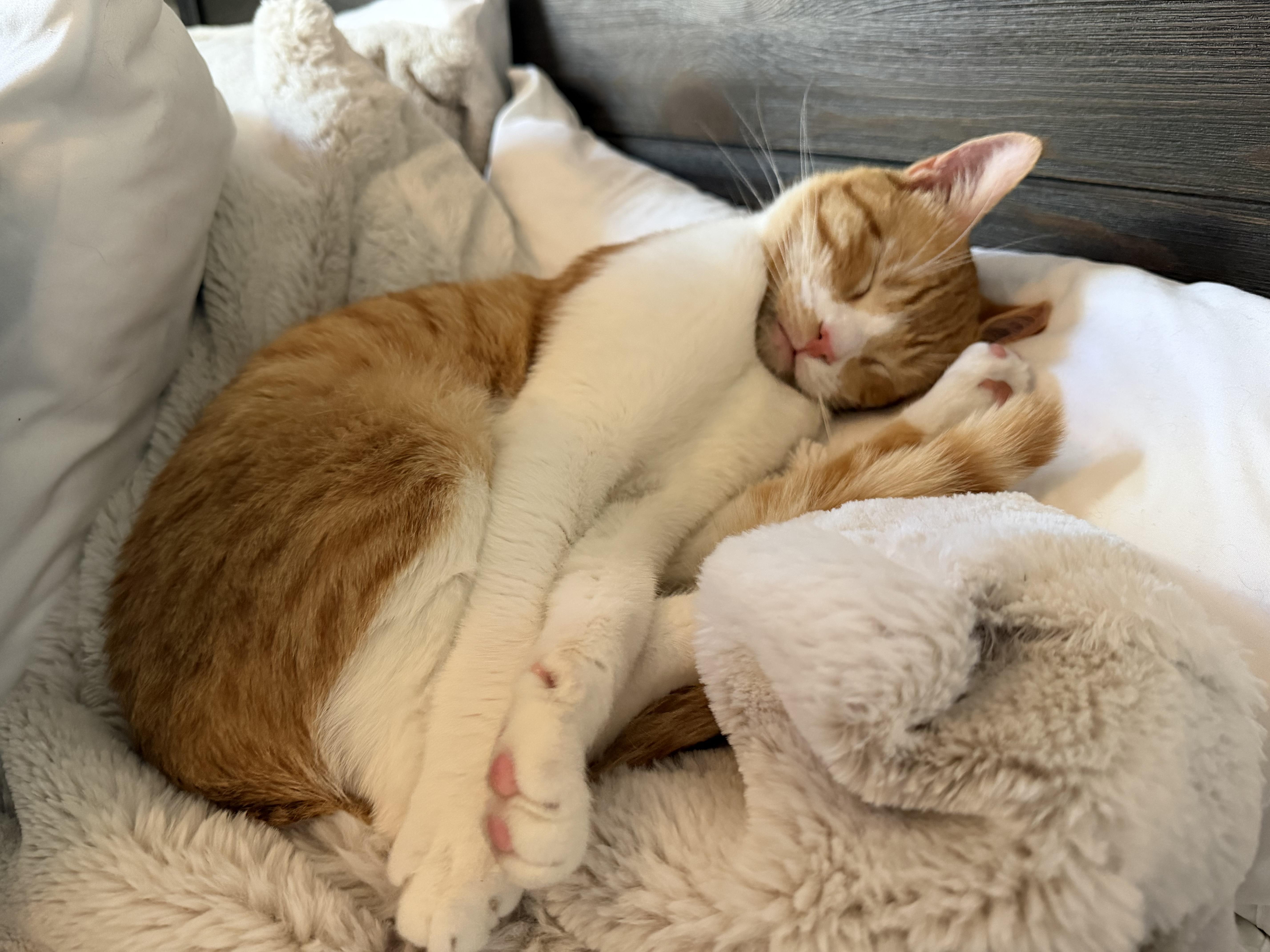 Enlarge Billy Ray - Coming Soon, a ADOPTABLE mixed breed in Sacramento, CA image 5/6