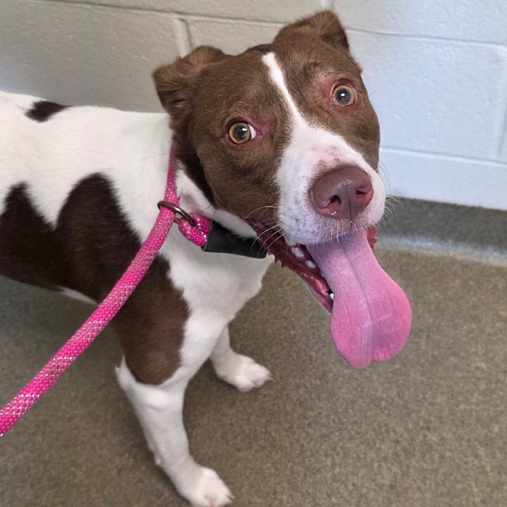 Enlarge Coco, a Adoptable mixed breed in Council Bluffs, IA image 1/4