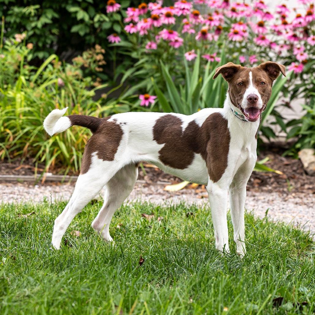 Enlarge Coco, a Adoptable mixed breed in Council Bluffs, IA image 2/4