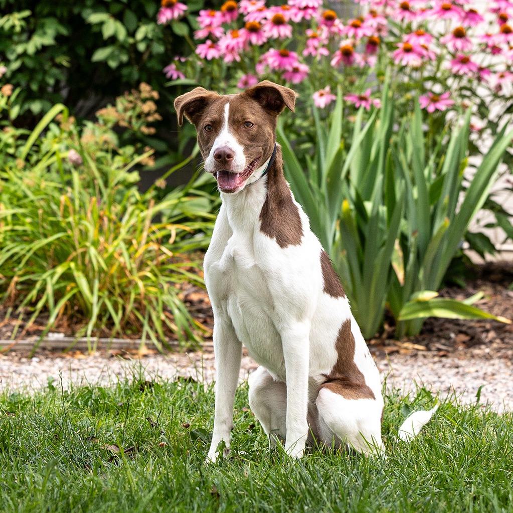 Enlarge Coco, a Adoptable mixed breed in Council Bluffs, IA image 3/4