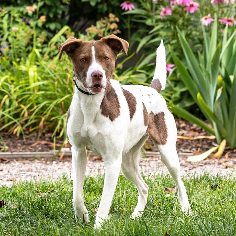 Enlarge Coco, a Adoptable mixed breed in Council Bluffs, IA image 4/4