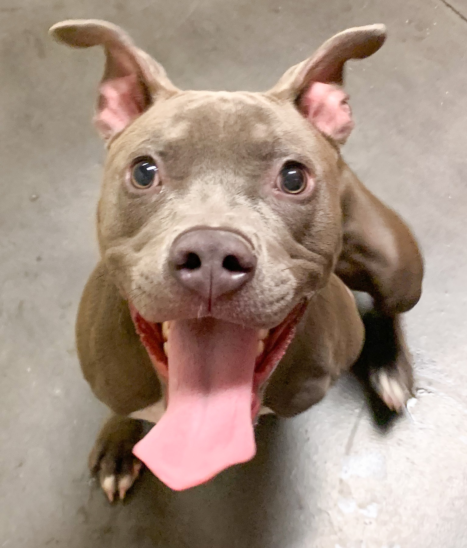 Enlarge Fidget, a Adoptable Pit Bull Terrier in Las Vegas, NV image 1/1