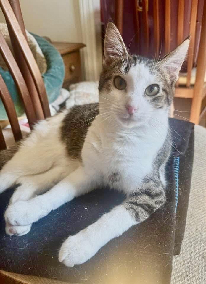 Captain, a Adoptable Domestic Short Hair in Columbia, SC image 1/2