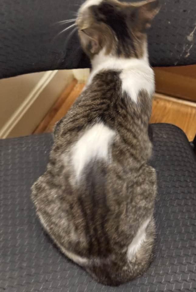 Captain, a Adoptable Domestic Short Hair in Columbia, SC image 2/2