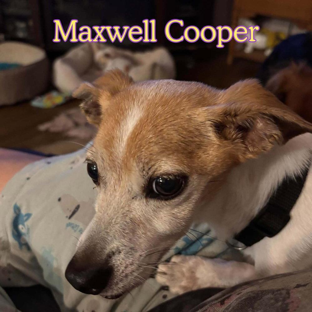 Maxwell Cooper, Adoptable, Adult Male Dachshund & Chihuahua.