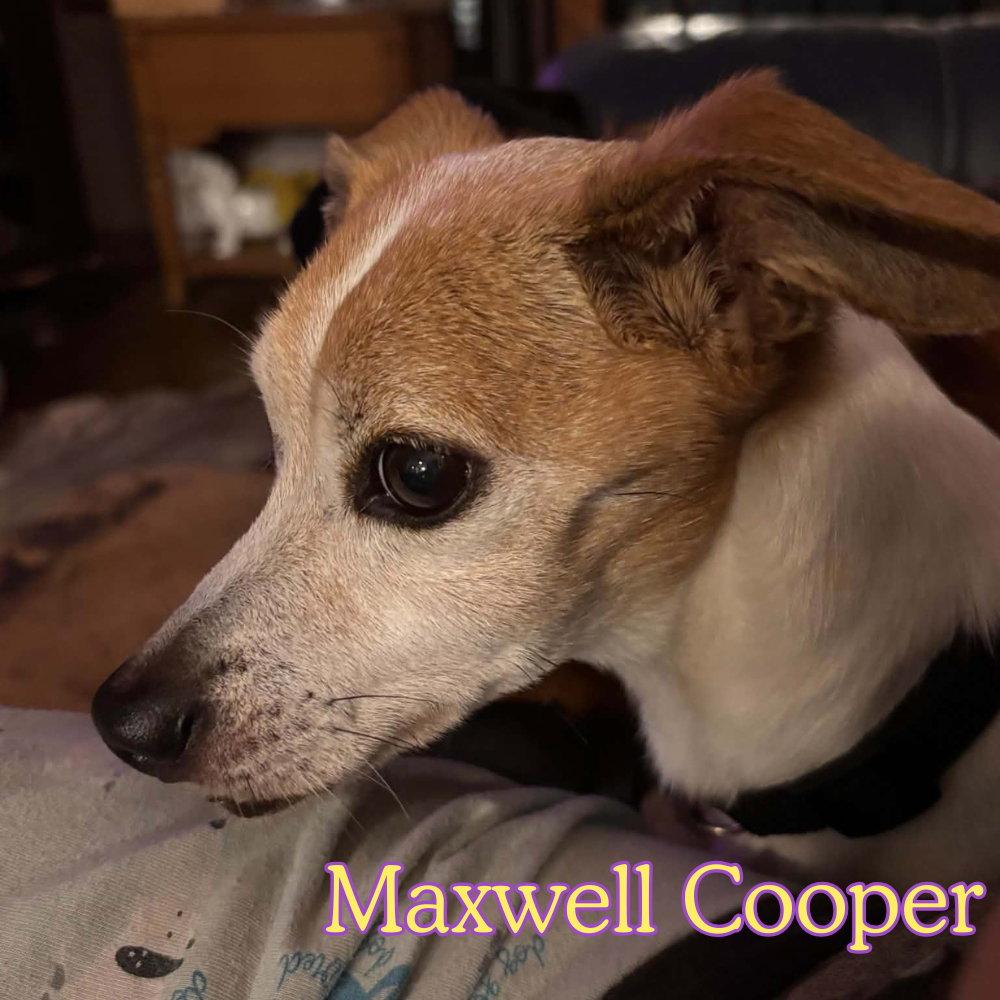 Enlarge Maxwell Cooper, a Adoptable mixed breed in San Antonio, TX image 2/3