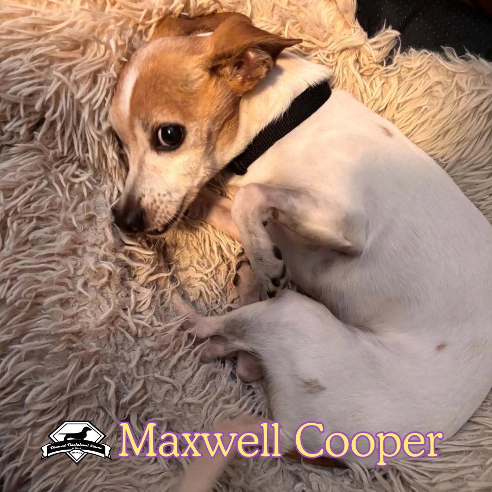 Enlarge Maxwell Cooper, a Adoptable mixed breed in San Antonio, TX image 1/3